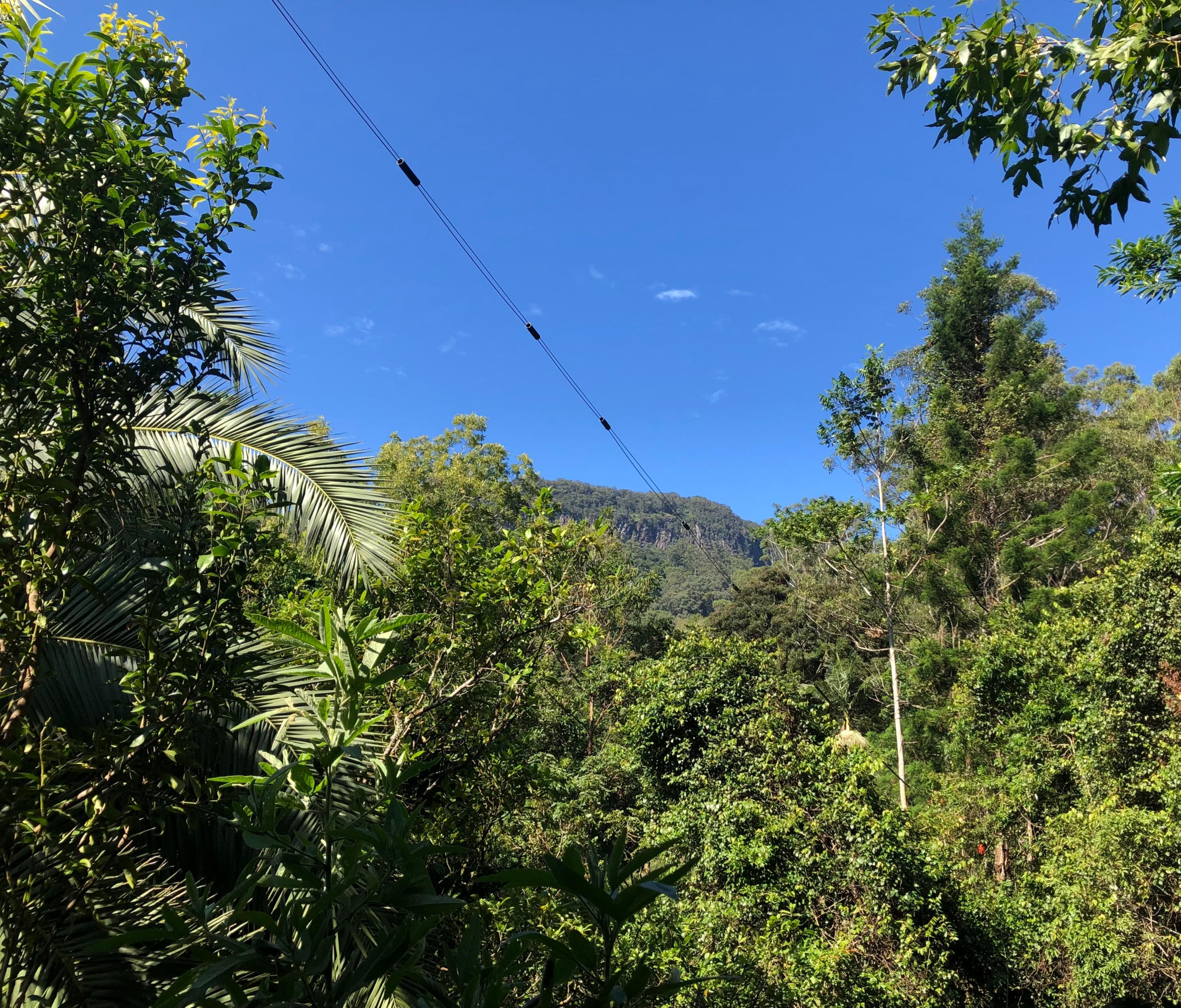 A black aerial cable strung between trees across a clearing, with a forested hillside and Mount Warning in the distance under a blue sky.